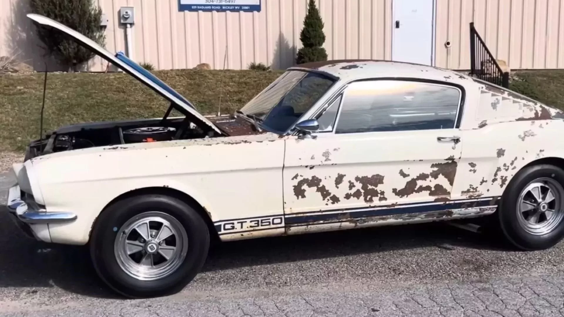 Shelby Mustang GT350 1965